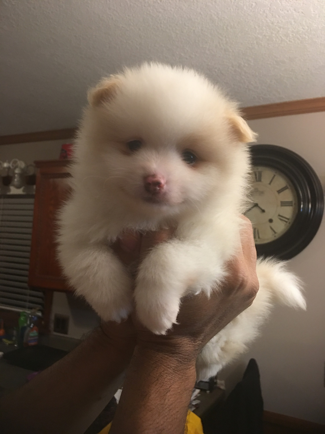 Pomeranian Puppies For Sale Waterloo, IN 289584