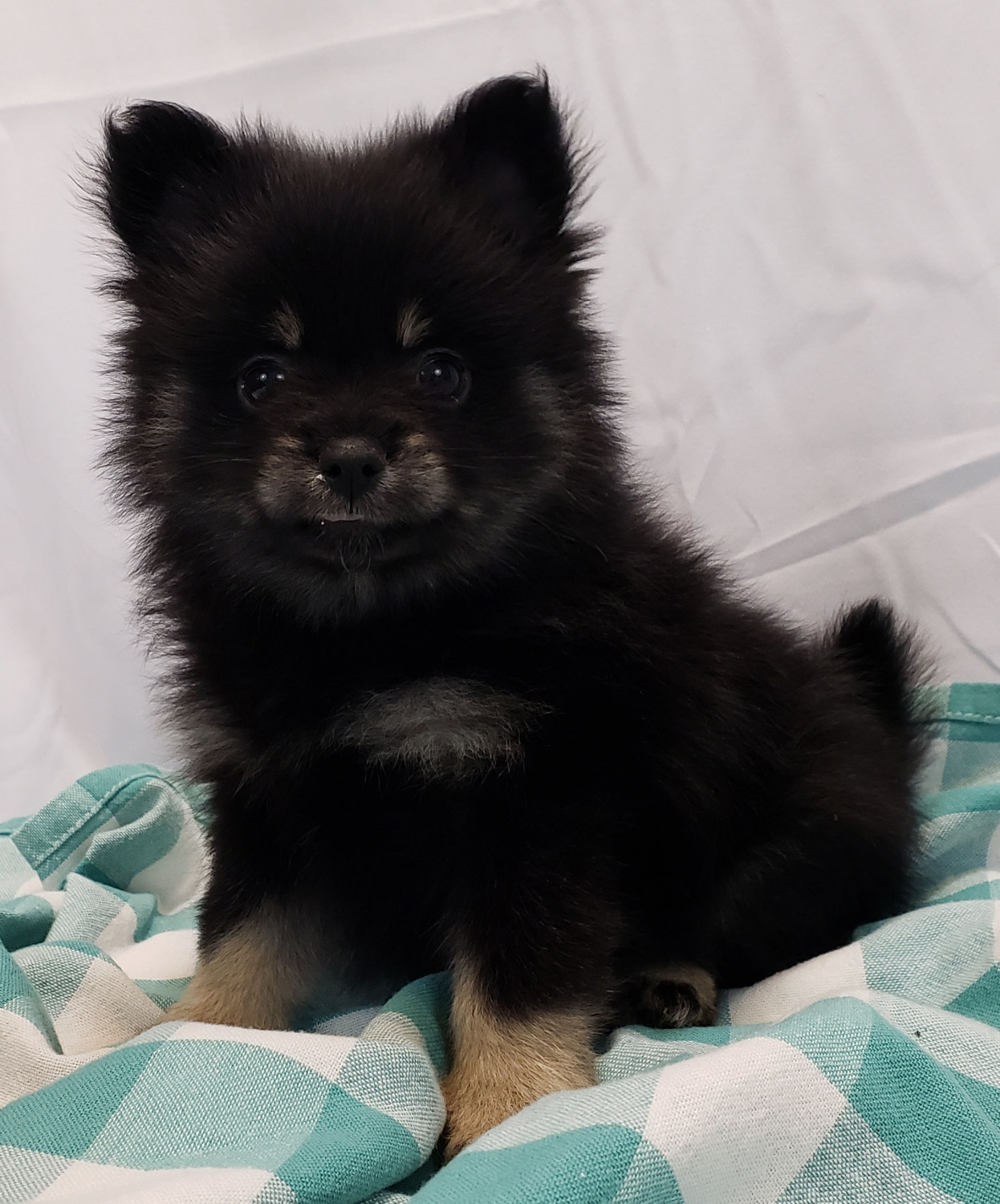 Pomeranian Puppies For Sale Plant City, FL 292299