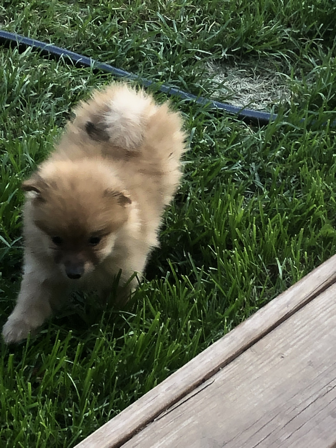 pomeranian puppies for sale in houston