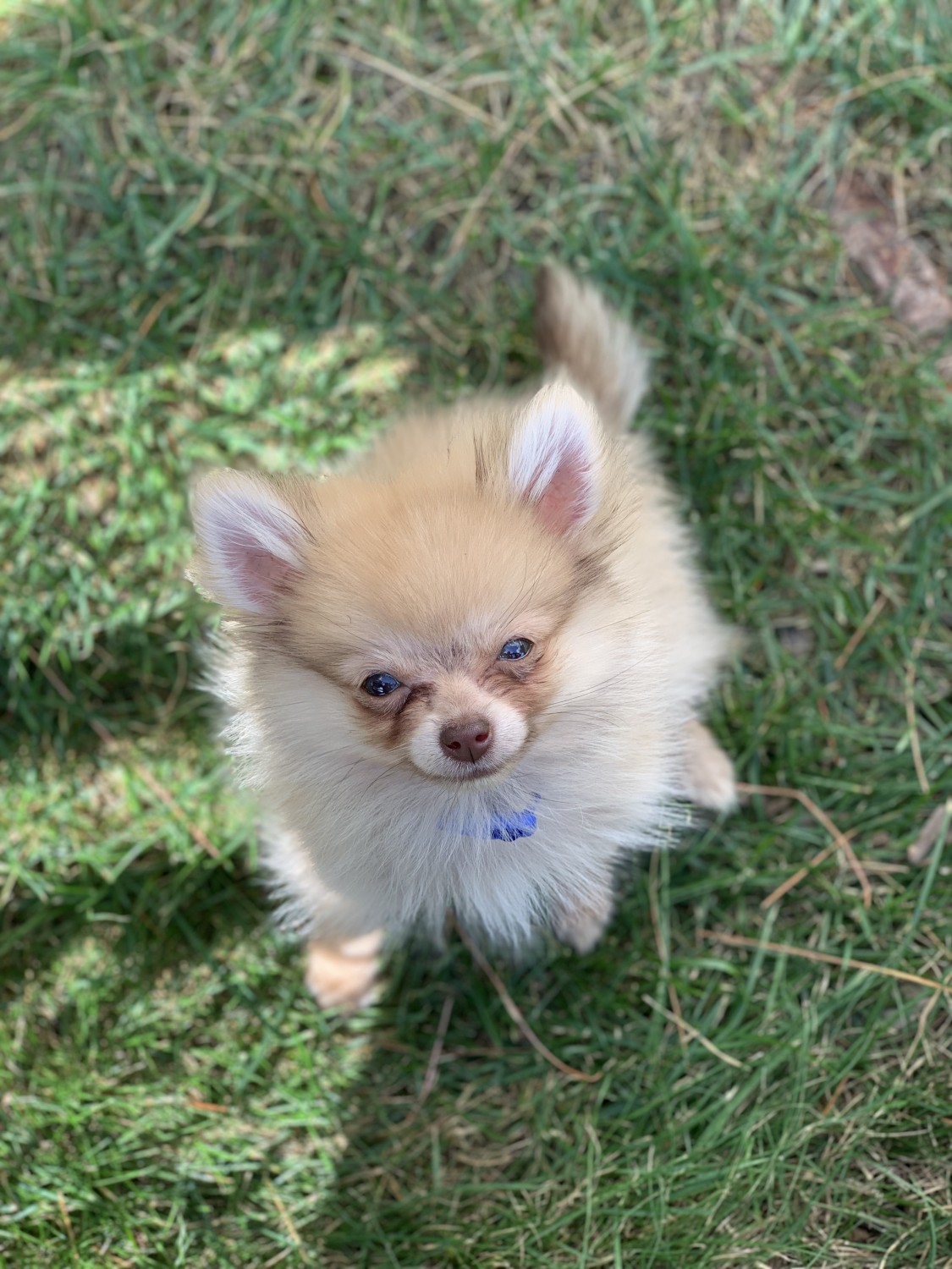 Pomeranian Puppies For Sale Raynham, MA 307261