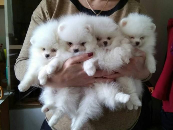 Teacup Pomeranian Puppies For Sale With Free Shipping.