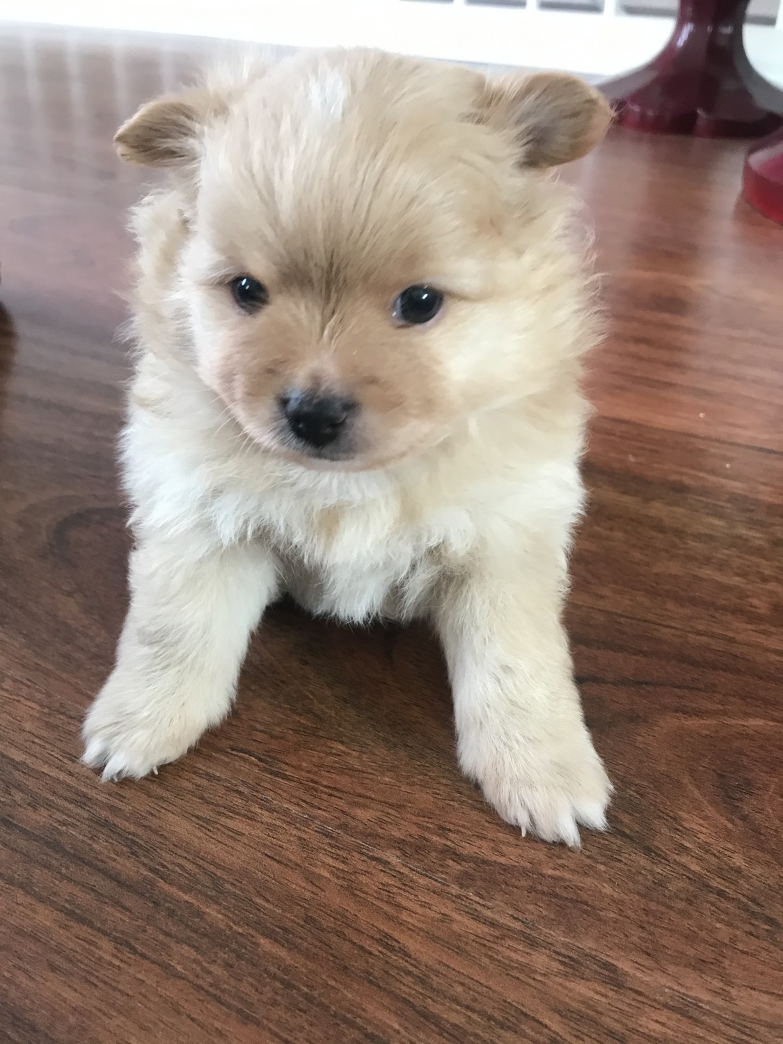 Pomeranian Puppies For Sale Kentwood, MI 317341
