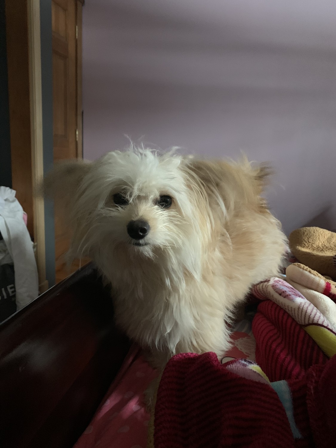 45+ Maltese And Pomeranian Mix Puppies For Sale