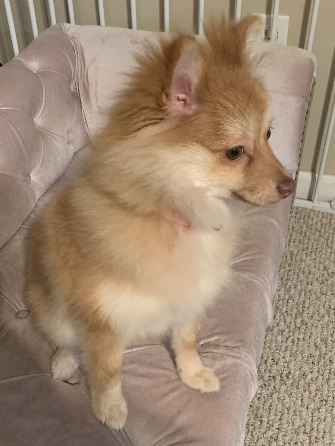 Pomeranian Puppies For Sale Augusta, GA 320175