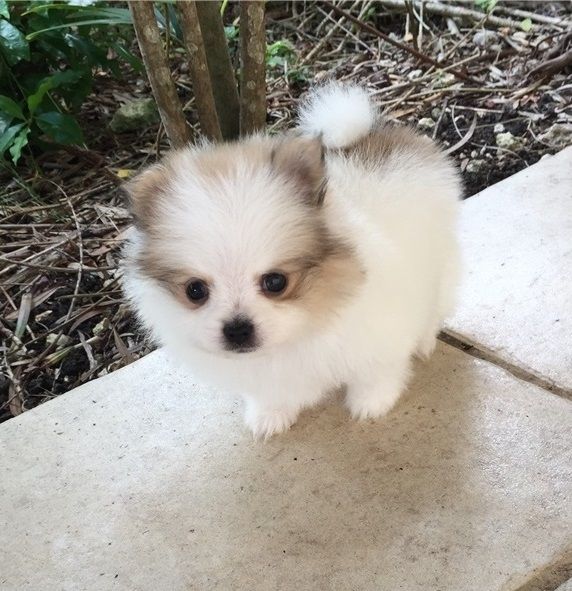 Pomeranian Puppies For Sale Central LA, CA 325704