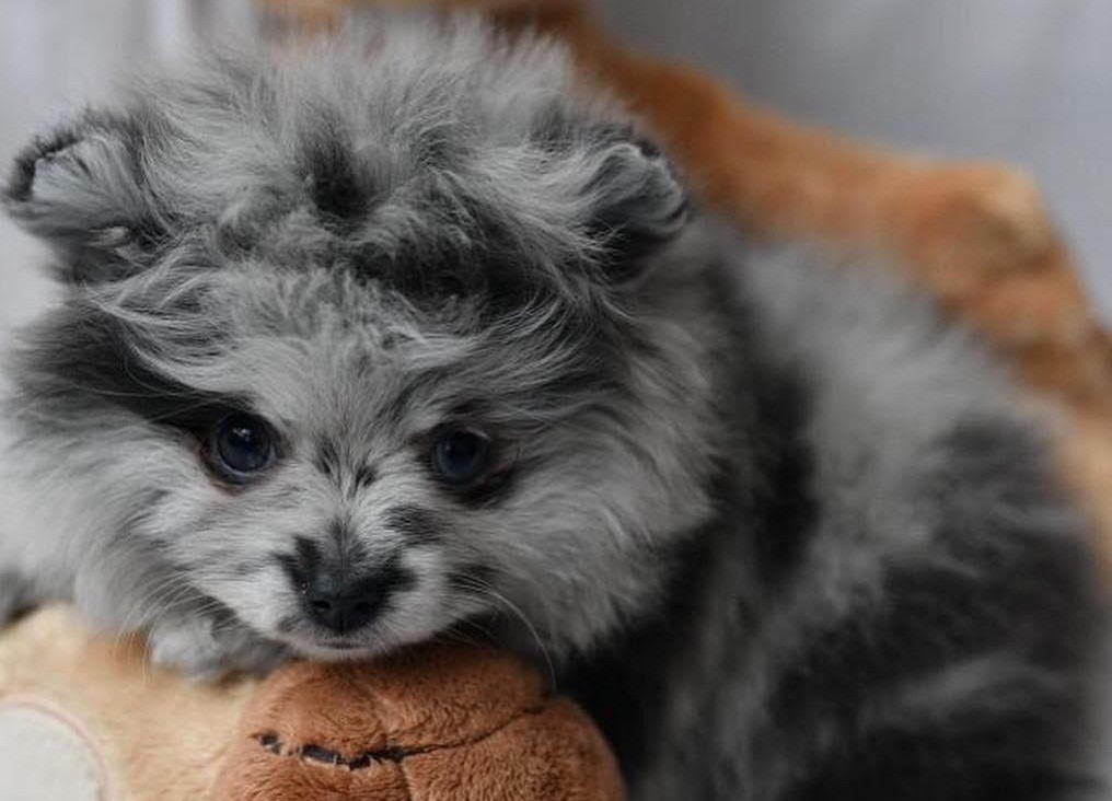 Pomeranian Puppies For Sale Central LA, CA 325704