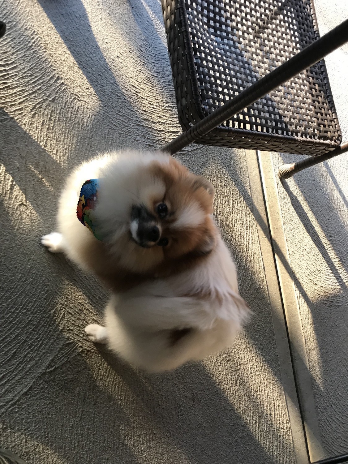 Pomeranian Puppies For Sale Union, KY 332944 Petzlover