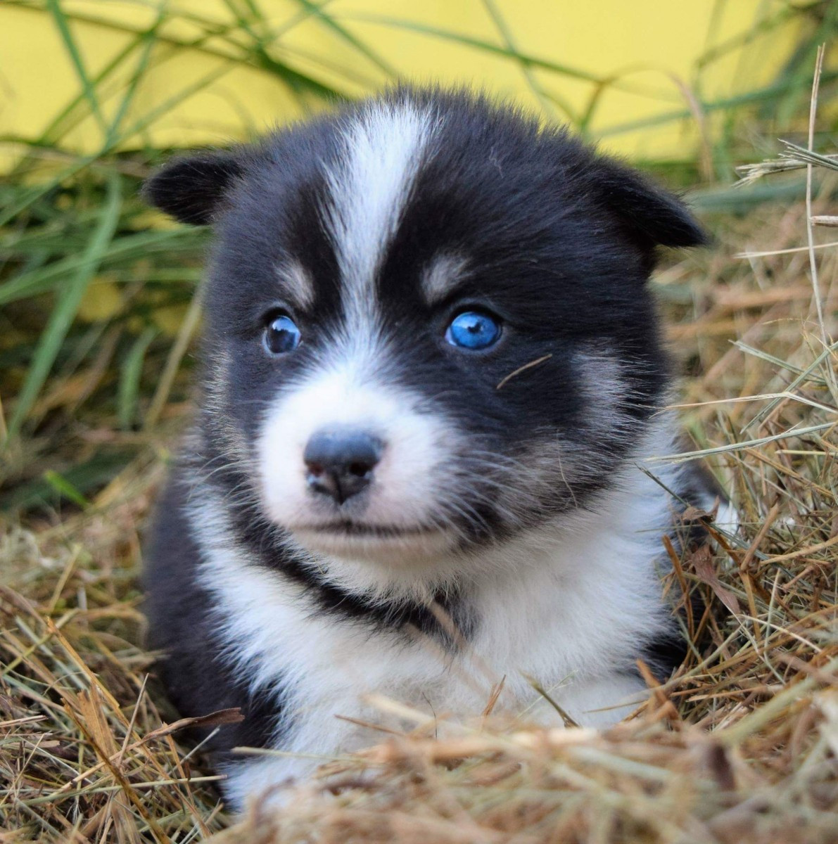 pomsky puppy for sale