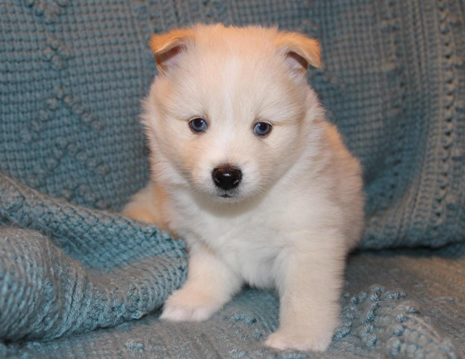pomsky puppies for sale in michigan