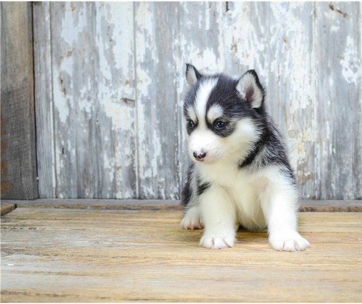 Pomsky Puppies For Sale Alberta Beach, AB 200273