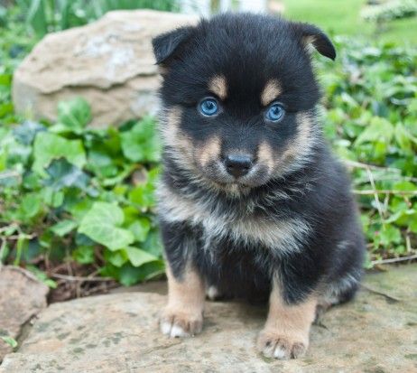 Cute Pomsky Puppies For Sale In Pa