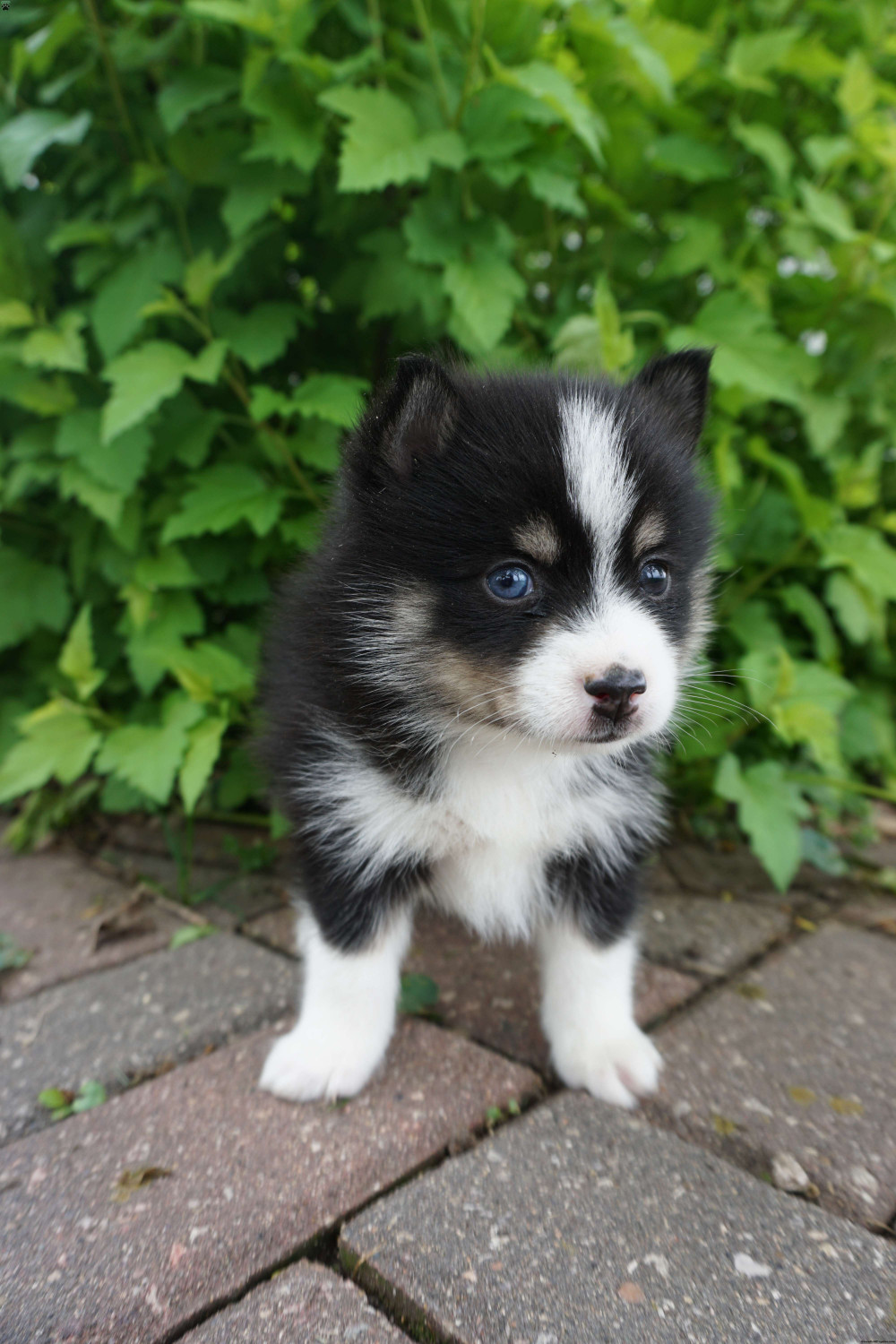 20 Best Images Pomsky Puppies For Sale In Pa : Rusty Pomsky Puppy For Sale In Mcclure Pa Happy Valentines Day Happyvalentinesday2016i