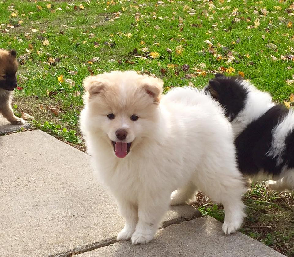 Pomsky Puppies For Sale | New Jersey USA | Petzlover