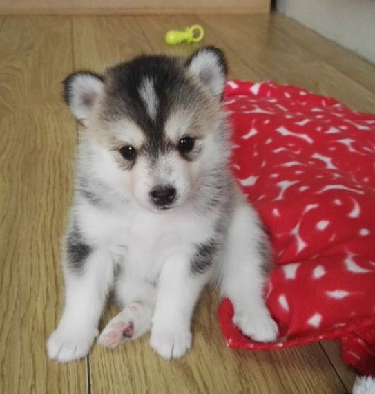 I have an 12 week old Pomsky male puppy for sale that I bought the beginnin...