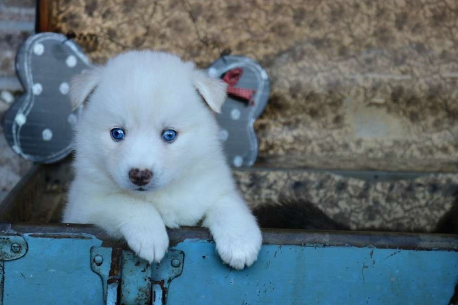 Pomsky Puppies For Sale Victoria, TX 264340 Petzlover