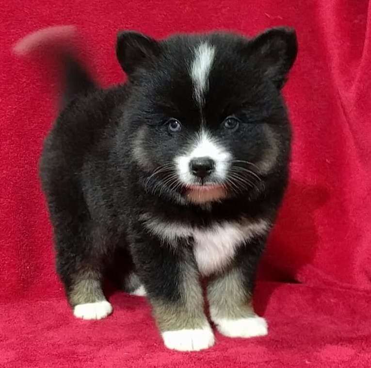 Male and female Pomsky puppies for adoption.