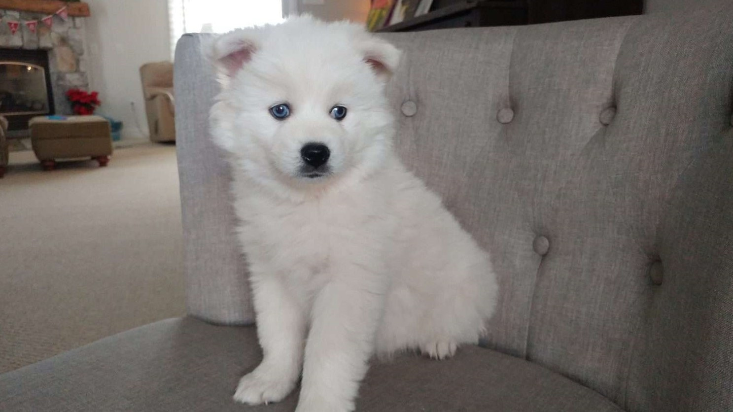 Pomsky Puppies For Sale Victoria, TX 266202 Petzlover