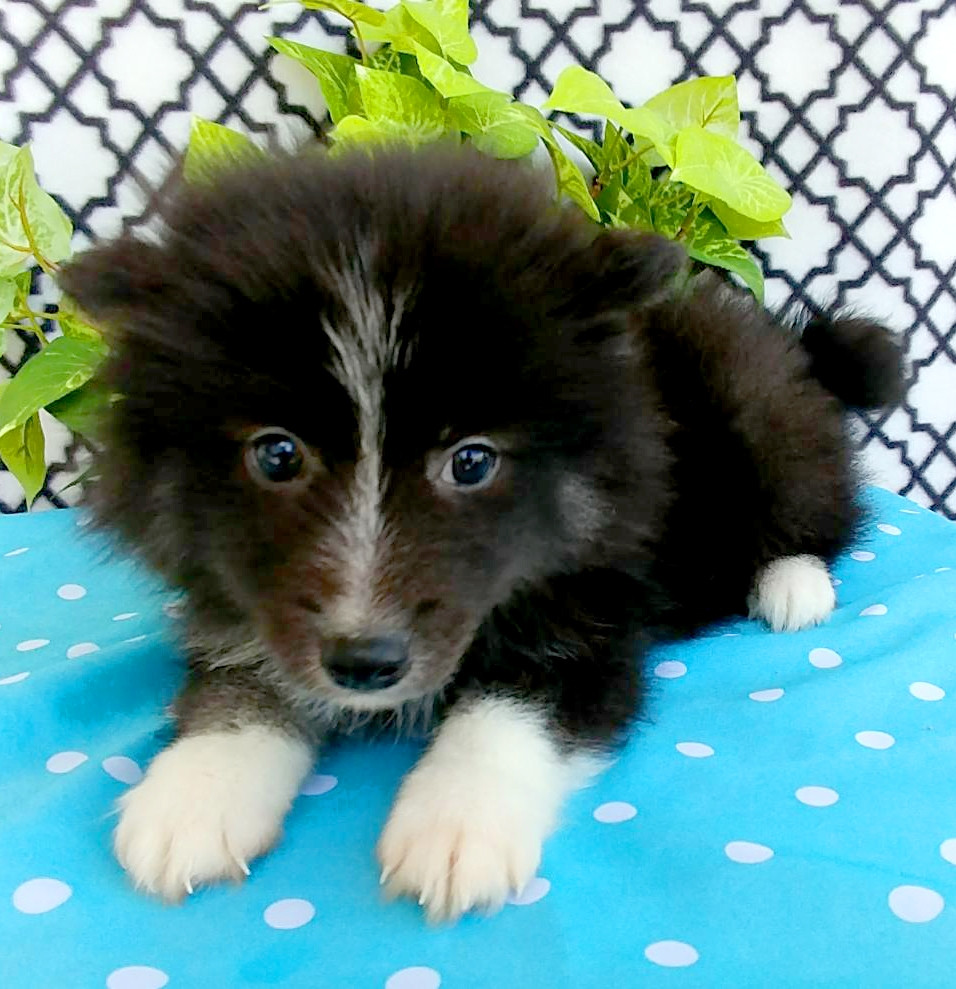 Pomsky Puppies For Sale Louisville, KY 273560 Petzlover