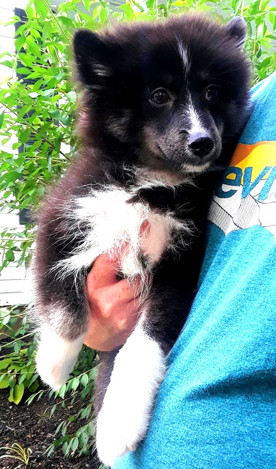 Pomsky Puppies For Sale Louisville, KY 279474 Petzlover