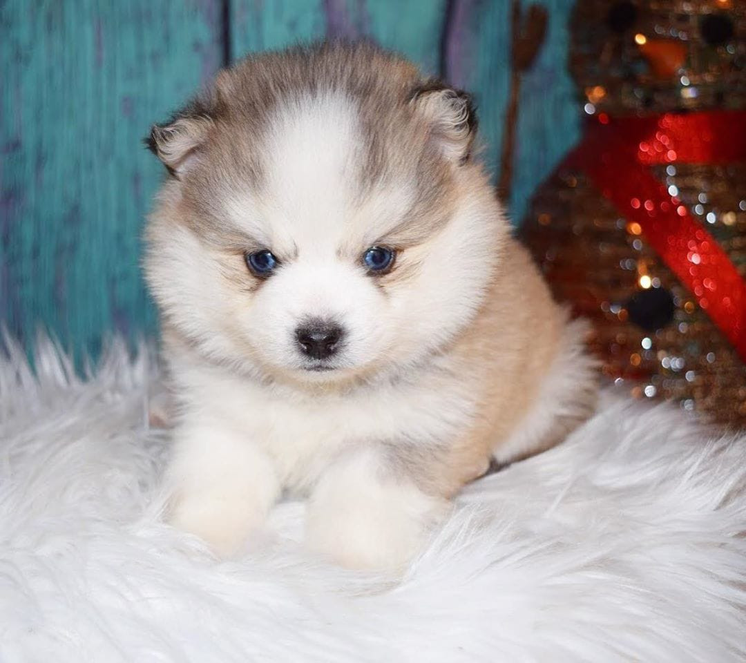 pomsky puppy for sale