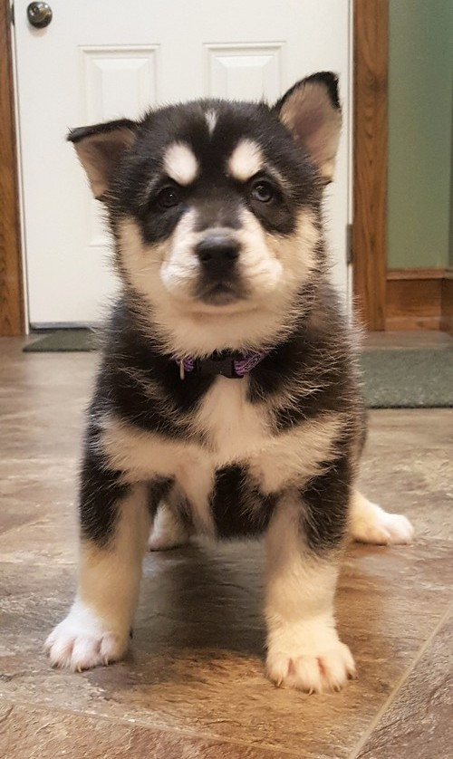 Pomsky Puppies For Sale | Portland, OR #299469 | Petzlover