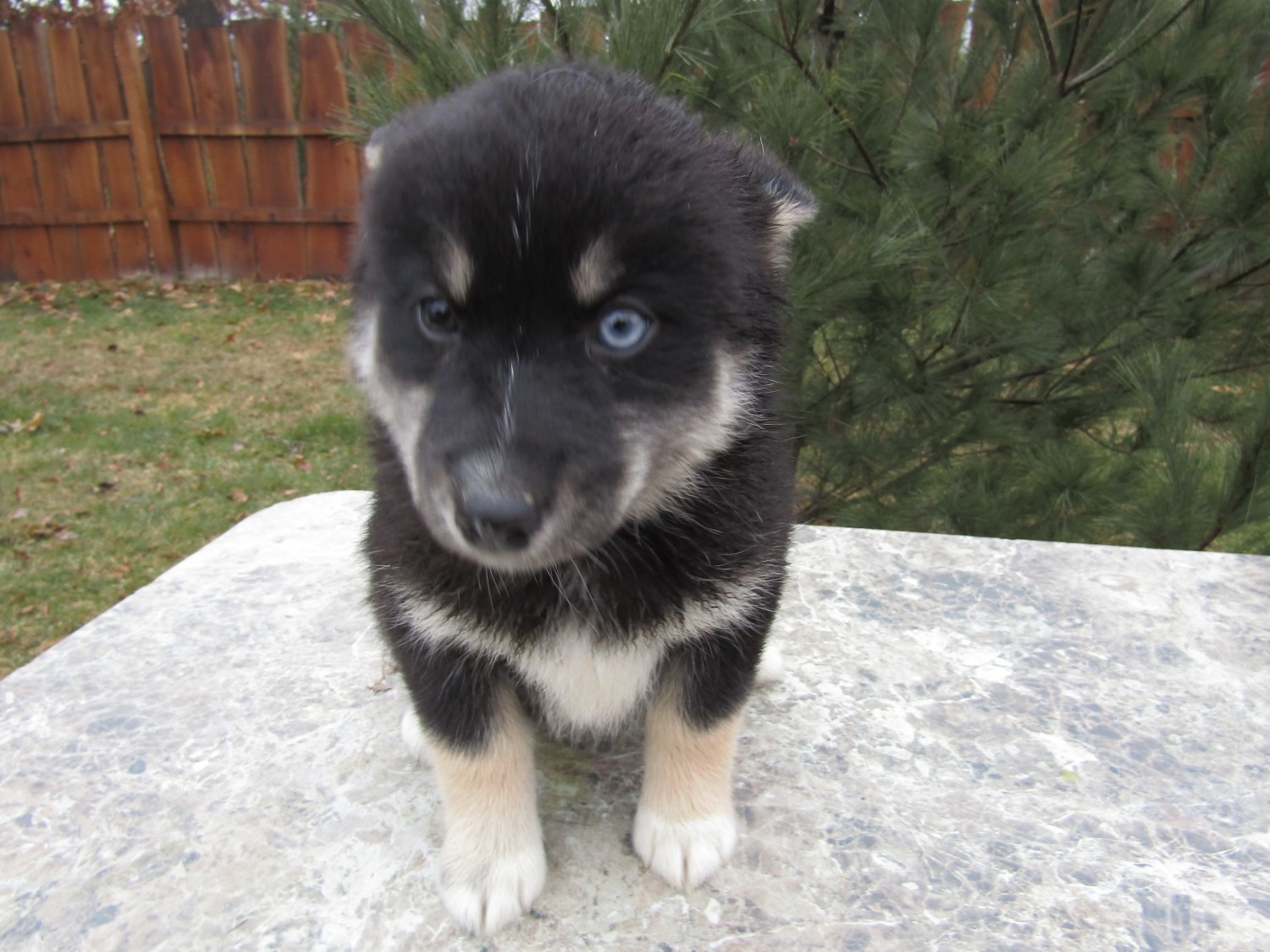 Pomsky Puppies For Sale Kalamazoo, MI 319166 Petzlover