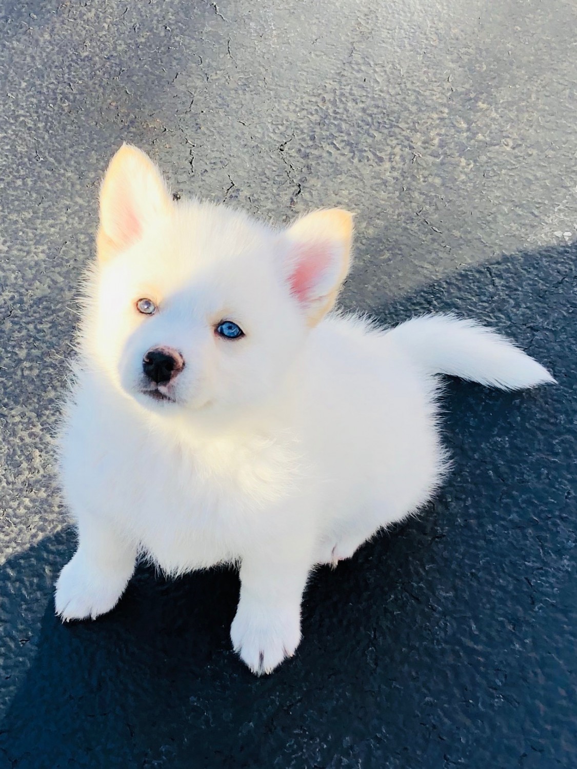Pomsky Puppies For Sale Lake Zurich, IL 321583