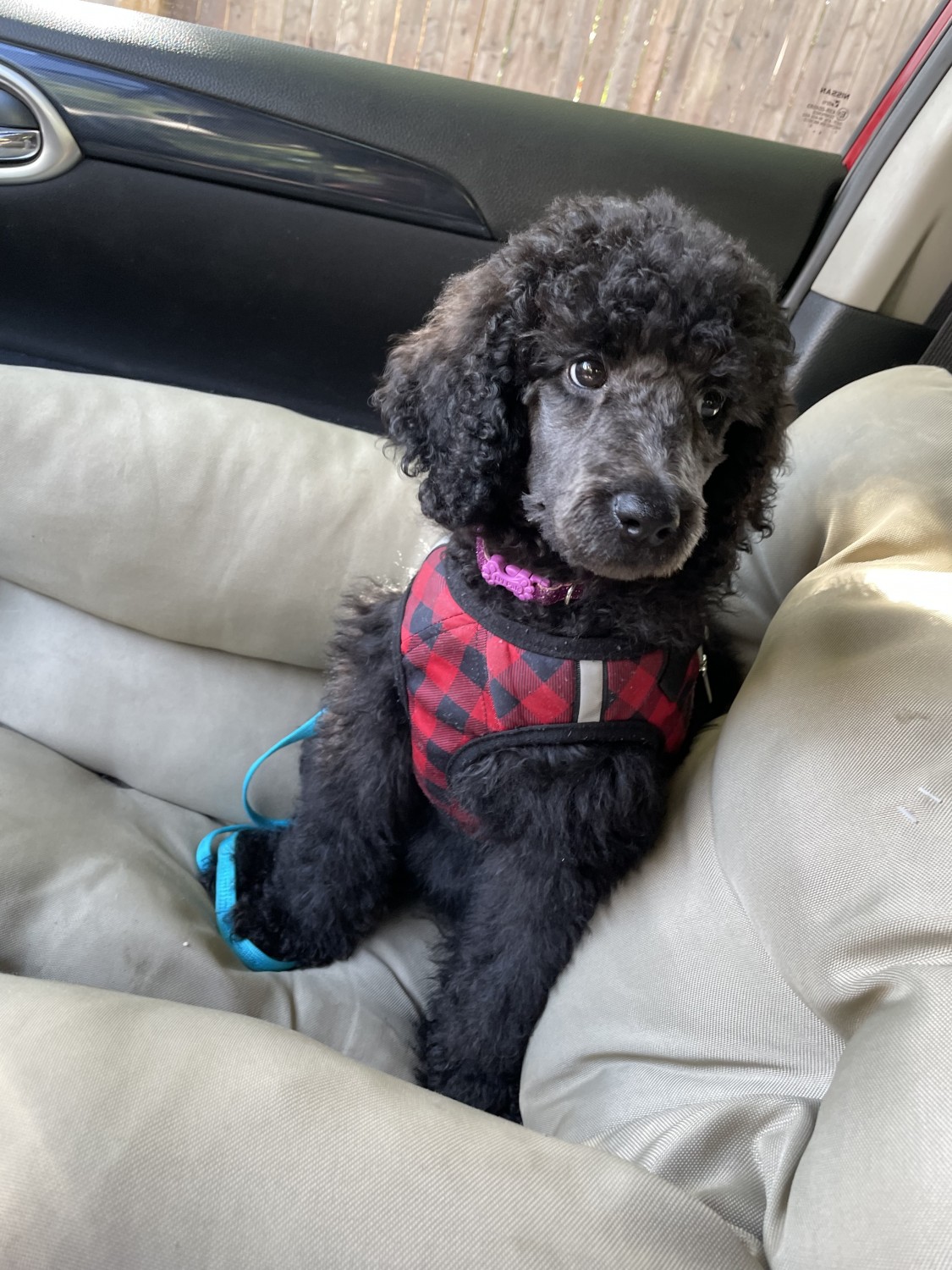 Poodle Puppies For Sale Mastic, NY 381538 Petzlover