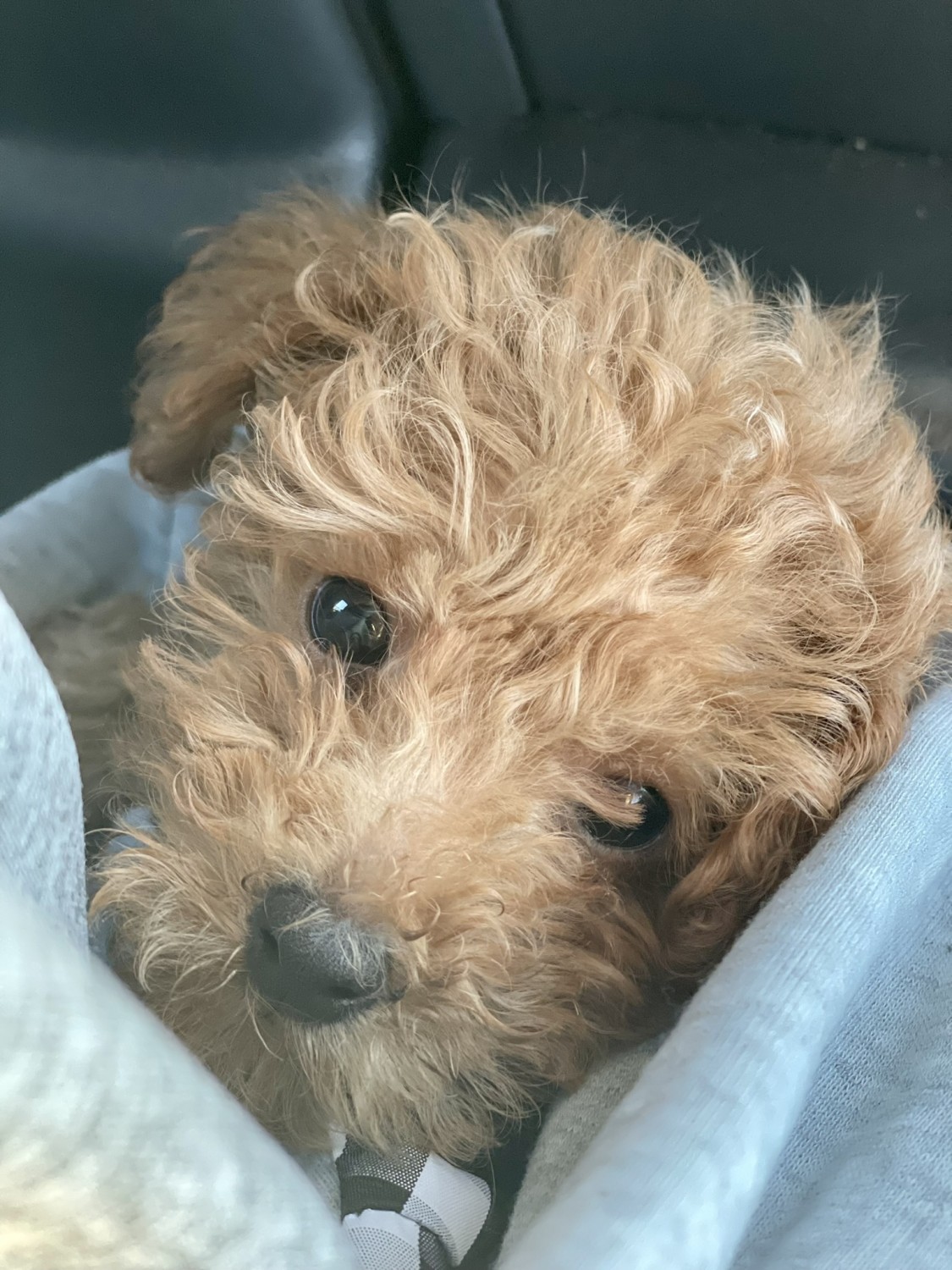 Poodle Puppies For Sale Atlanta, GA 429190 Petzlover