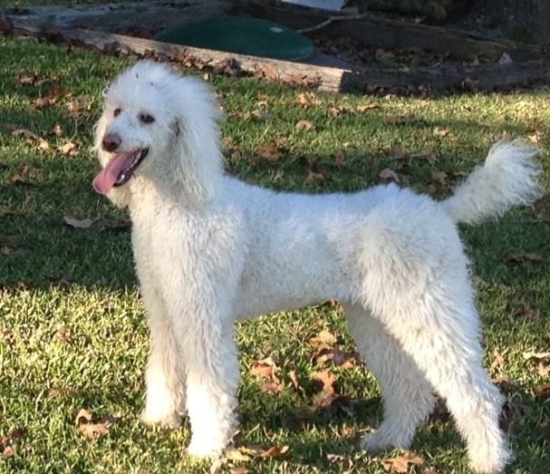 Poodle Puppies For Sale Baton Rouge, LA 89157 Petzlover