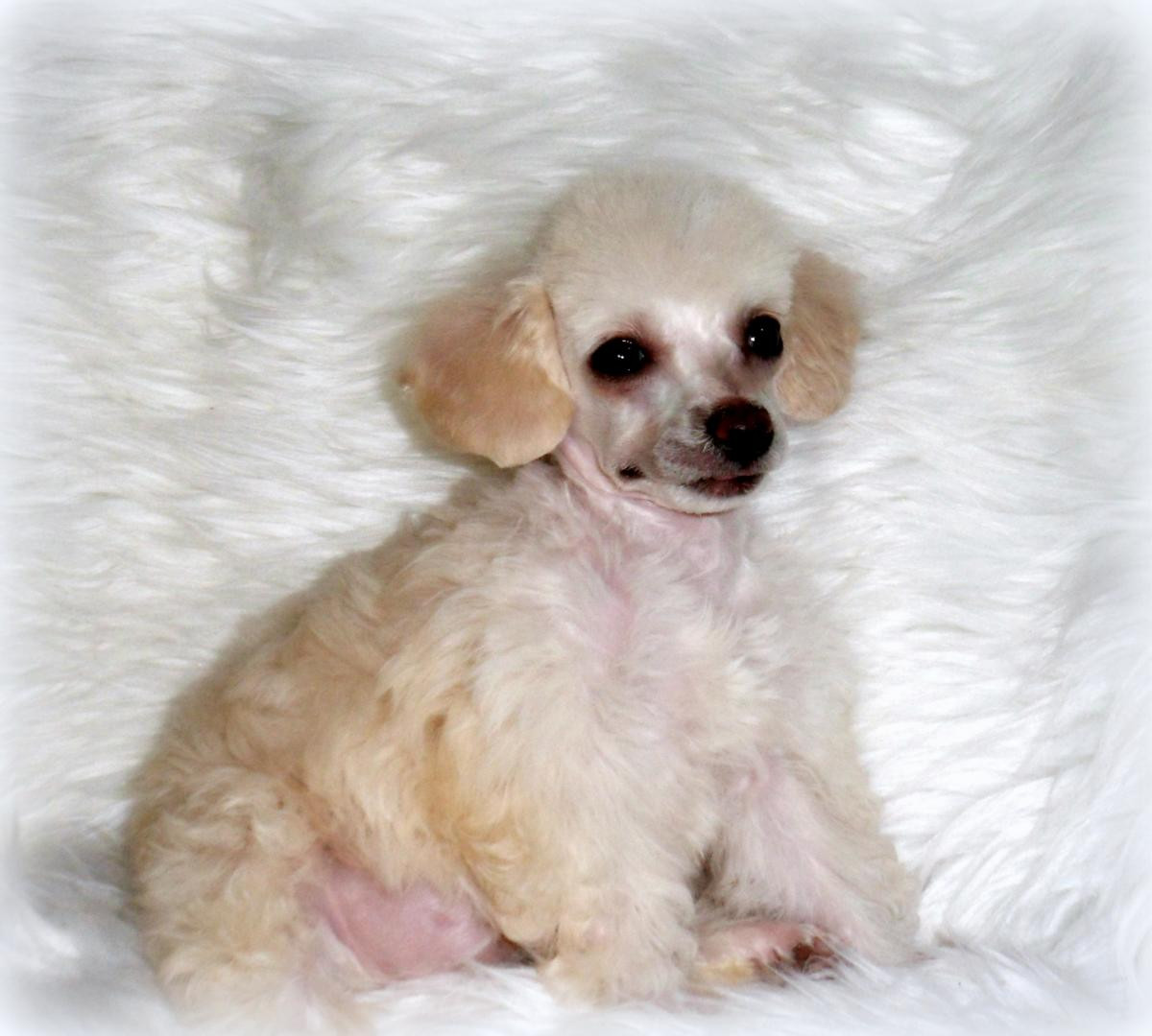 Poodle Puppies For Sale Anaheim, CA 93738 Petzlover