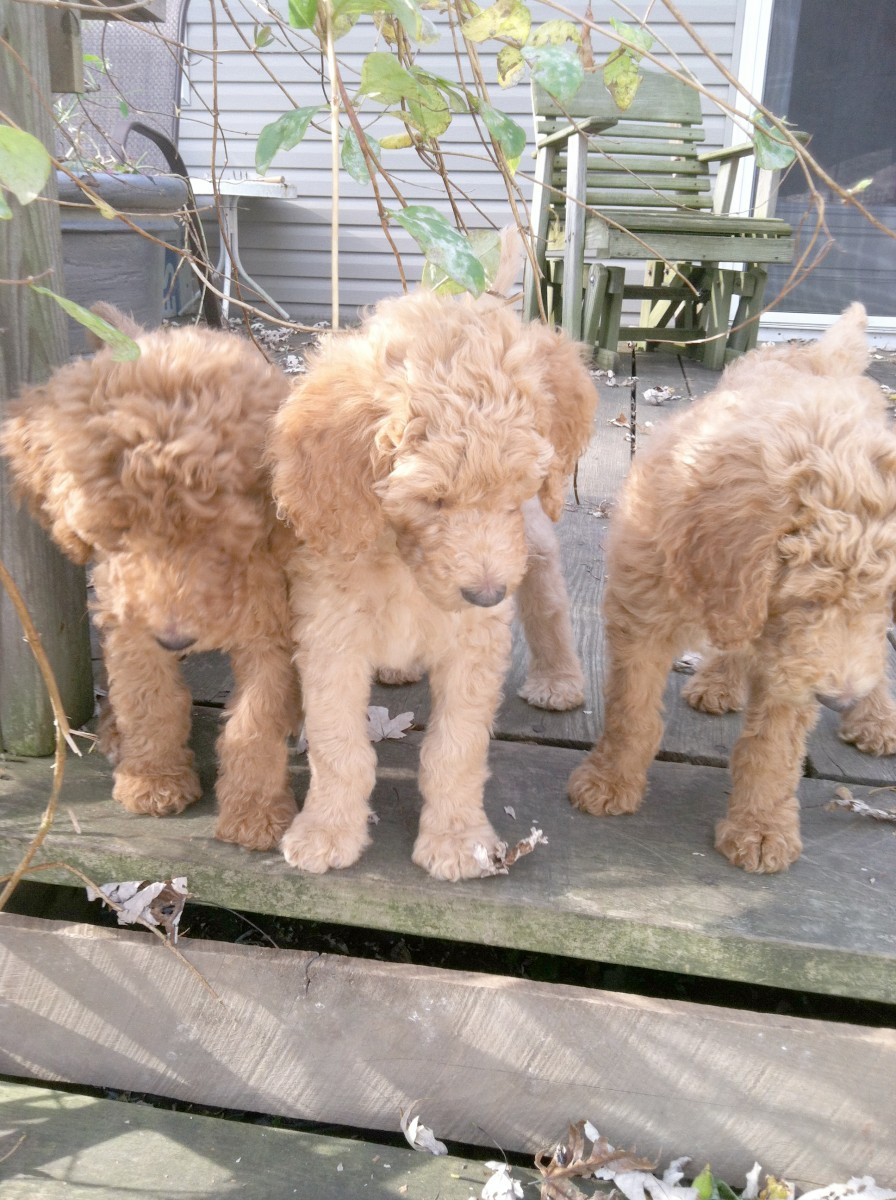 Poodle Puppies For Sale Mount Vernon, OH 170612