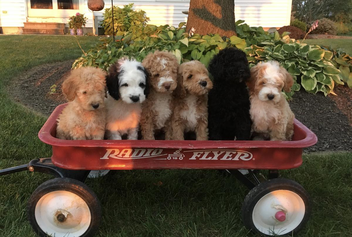 red heaven poodles