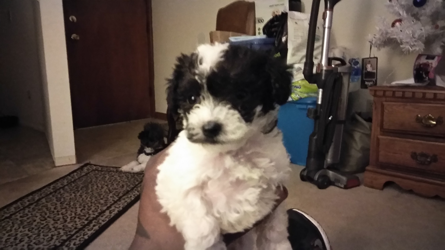 "Poodle" Puppies For Sale | Portland, OR #263917 | Petzlover