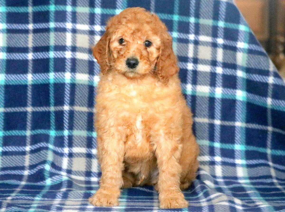 Poodle Puppies For Sale Atlanta, GA 265611 Petzlover