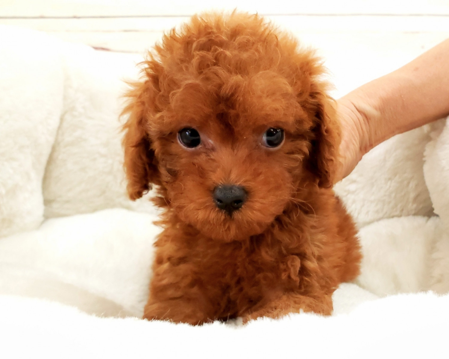 Poodle Puppies For Sale Orange County, CA 283457