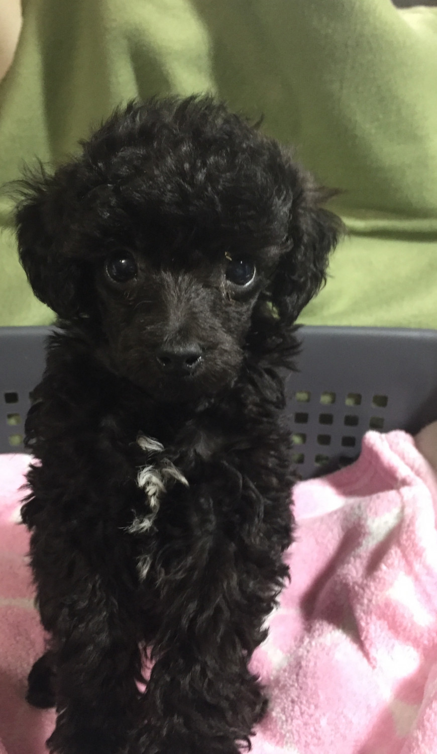 "Poodle" Puppies For Sale Pomeroy, OH 288089 Petzlover