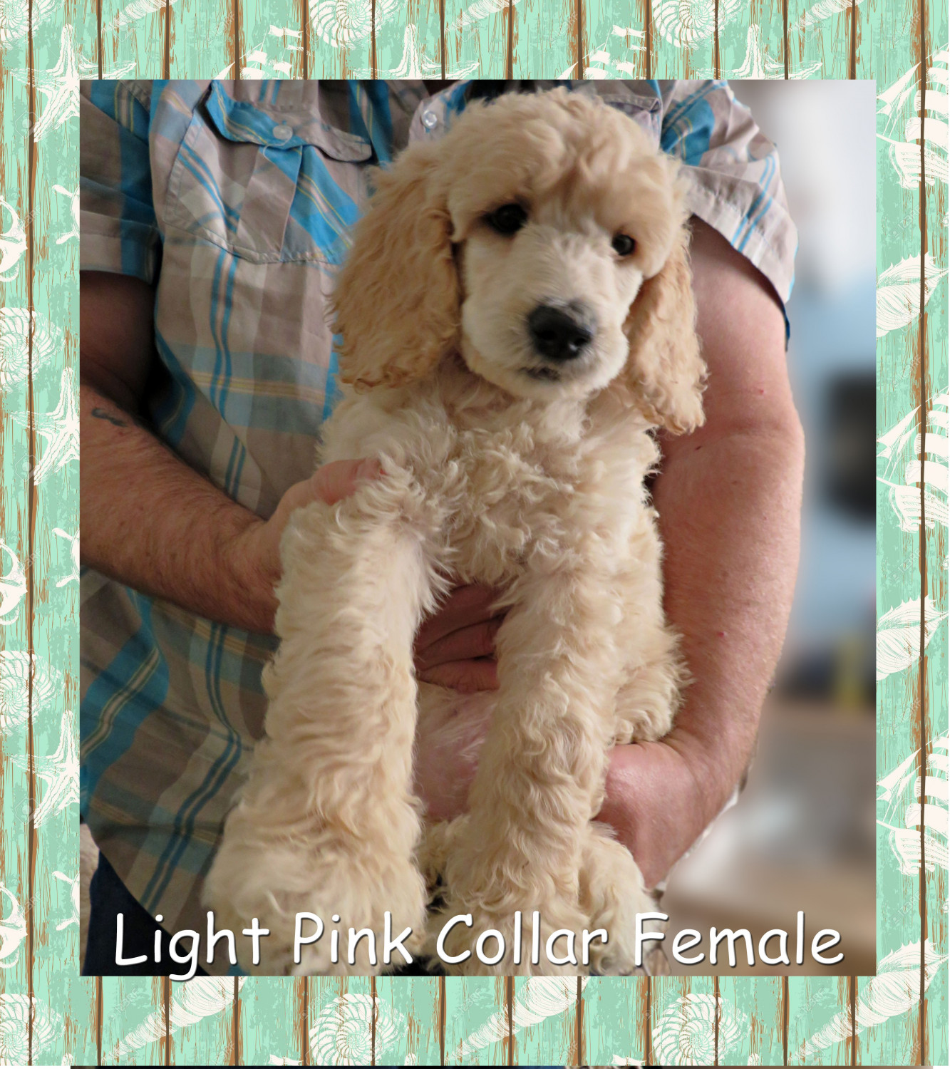 Poodle Puppies For Sale Flint Township, MI 287810