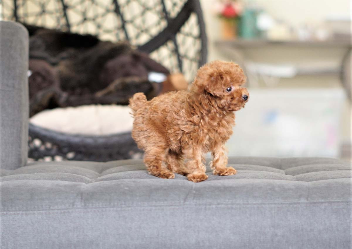 Poodle Puppies For Sale Orange County, CA 293646