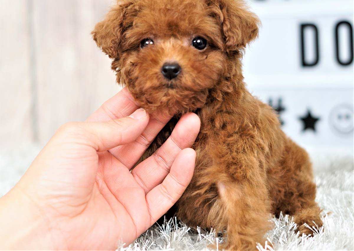 Poodle Puppies For Sale Orange County, CA 293646