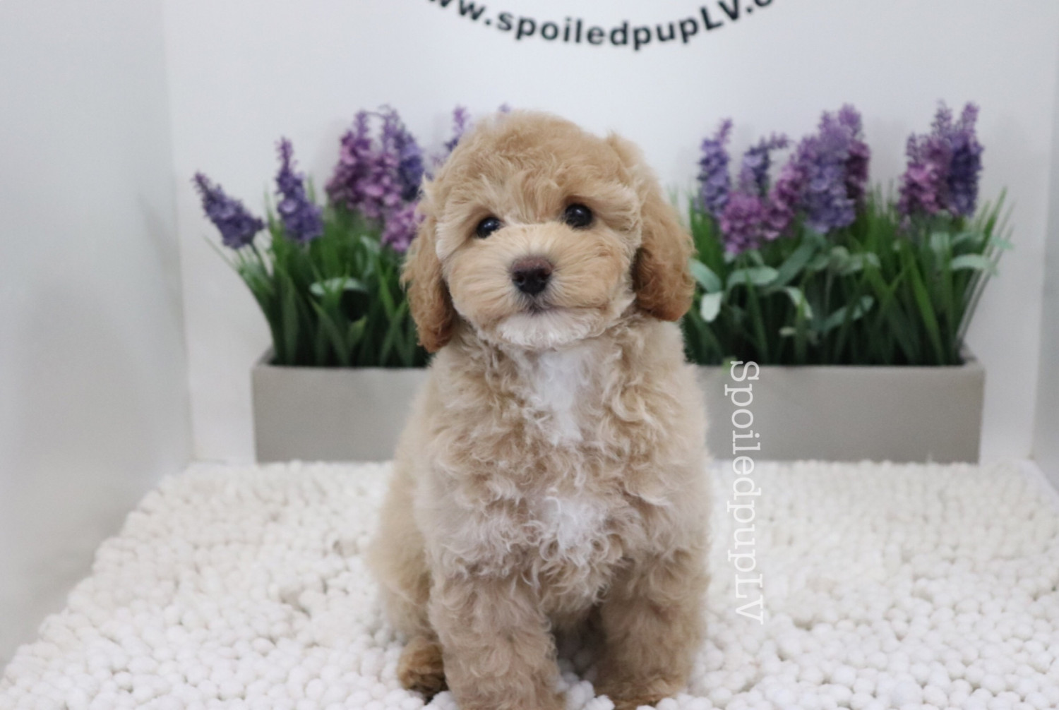 Poodle Puppies For Sale Las Vegas, NV 293963 Petzlover