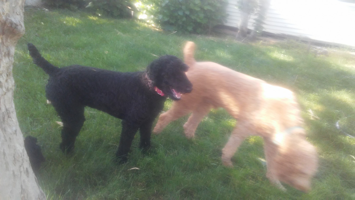 Poodle Puppies For Sale Jackson, CA 298391 Petzlover