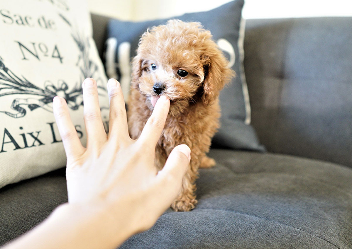 Poodle Puppies For Sale Orange County, CA 301931