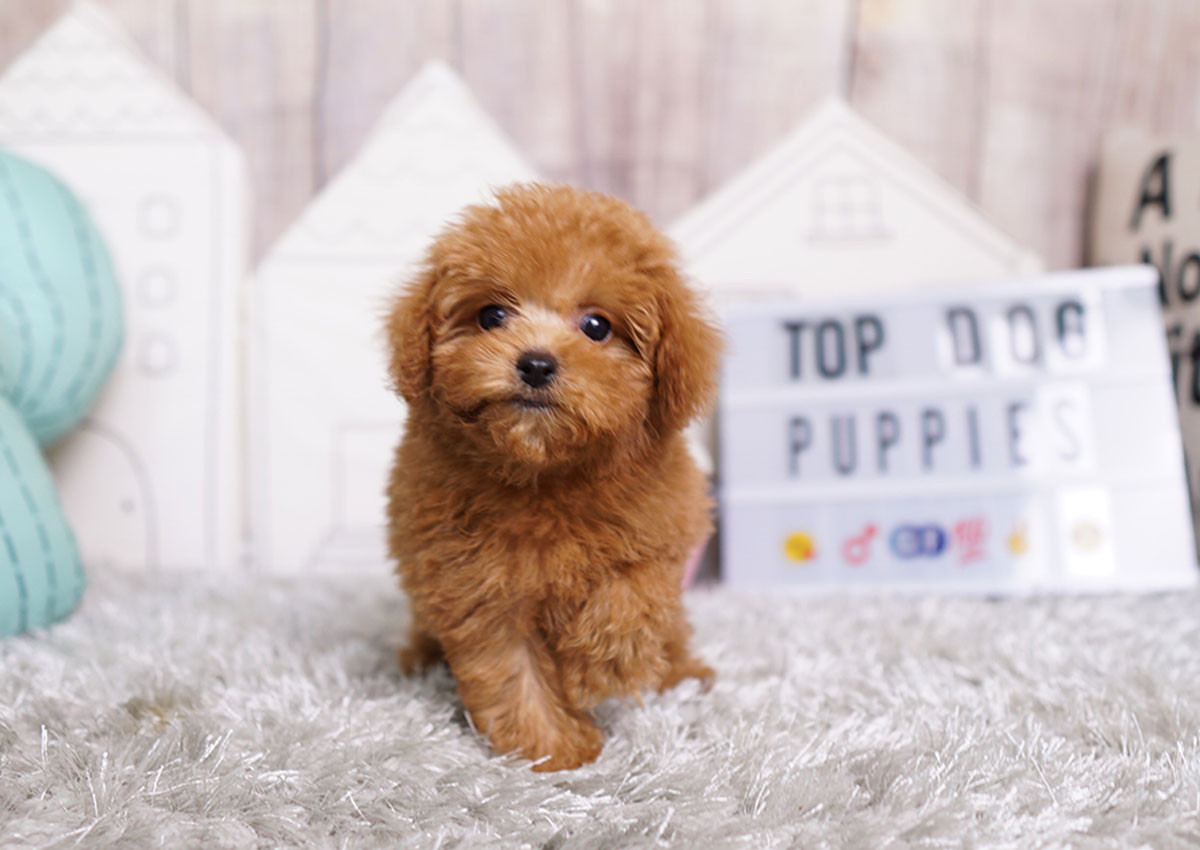 Poodle Puppies For Sale Orange County, CA 301931