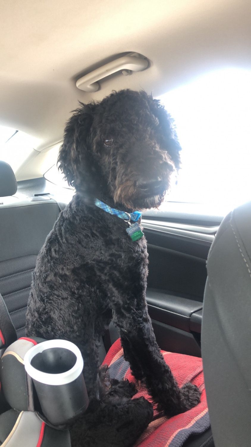 Poodle Puppies For Sale Killeen, TX 305128 Petzlover