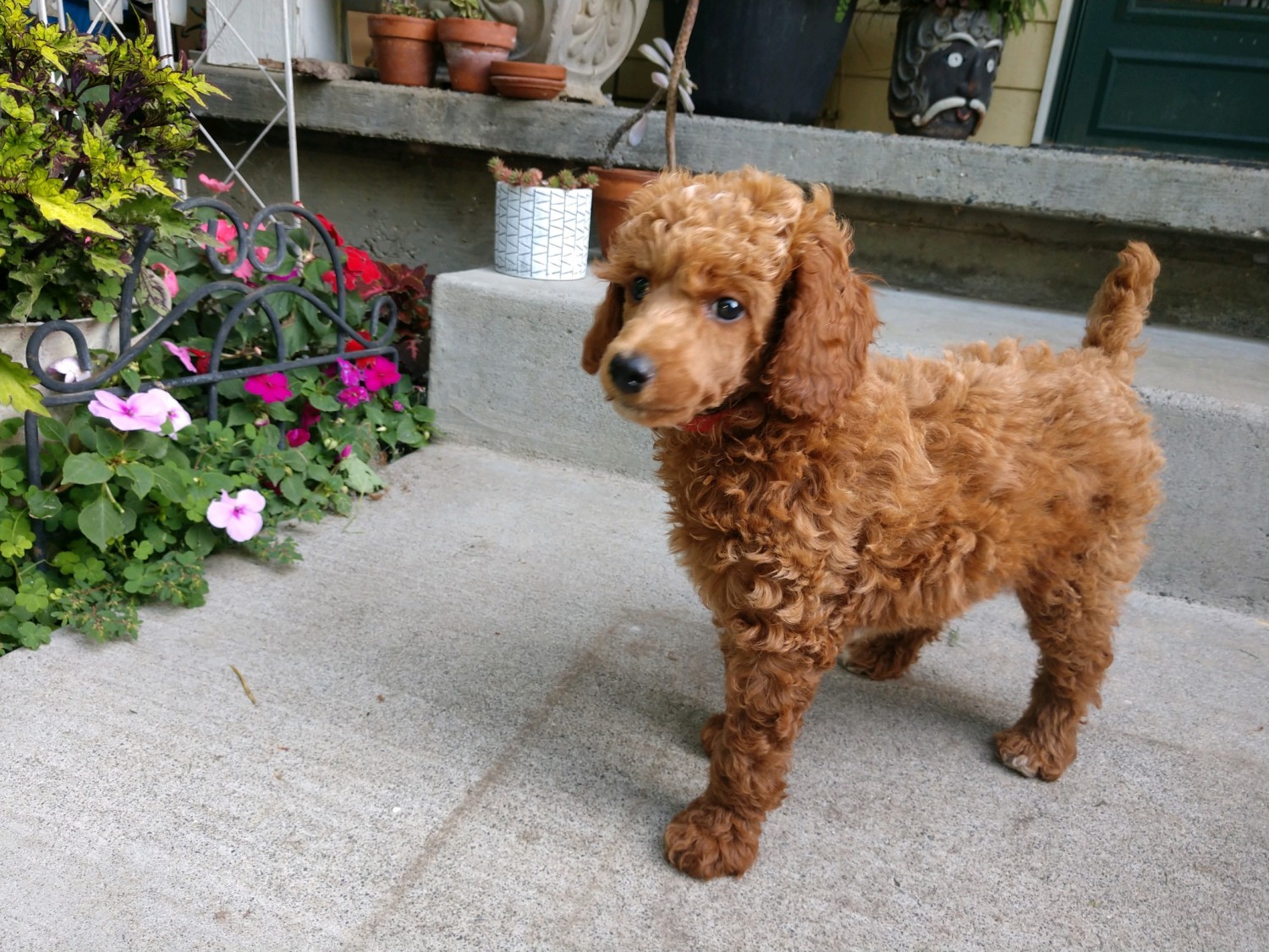 "Poodle" Puppies For Sale Newport, WA 308196 Petzlover