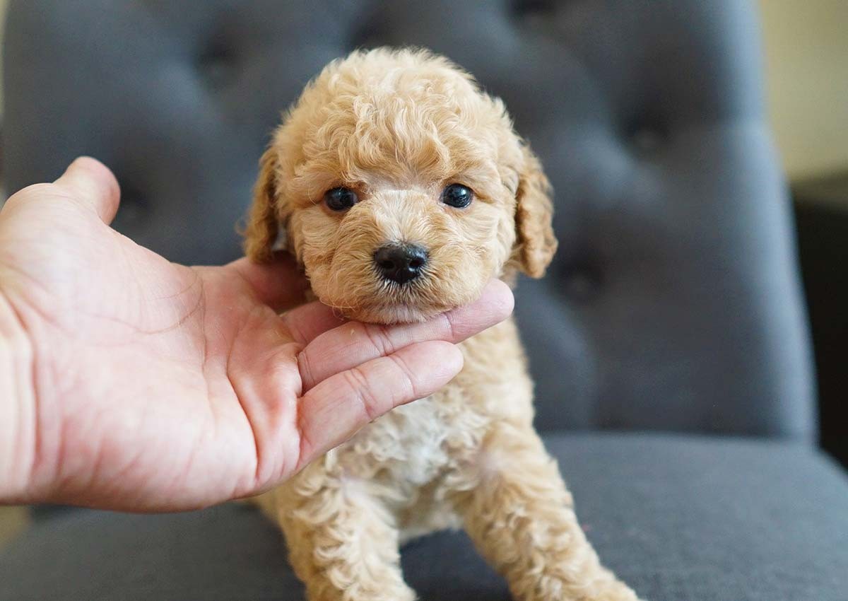 Poodle Puppies For Sale Orange County, CA 312042