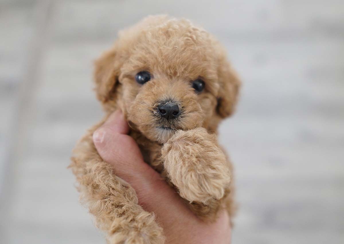Poodle Puppies For Sale Orange County, CA 313025