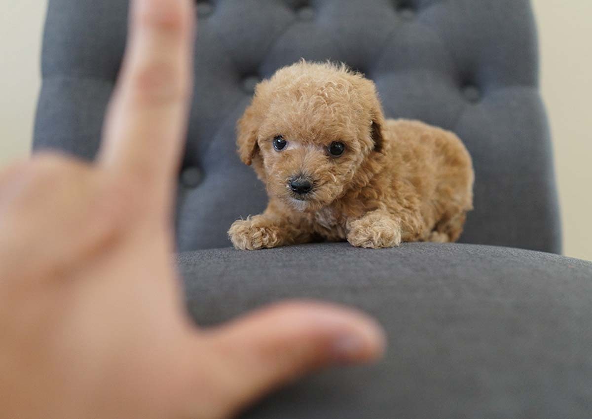 Poodle Puppies For Sale Orange County, CA 313025