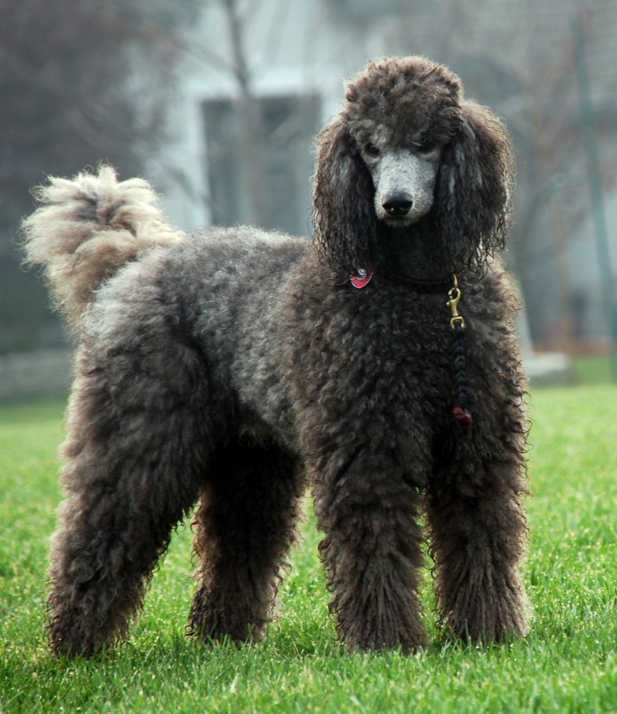 All things poodle